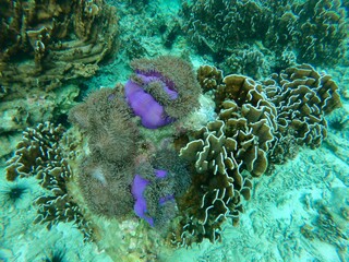 Colorful corals at coral reefs under tropical ocean in Myanmar.