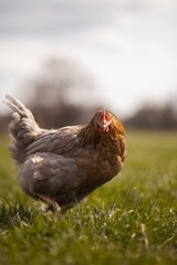 portrait style image of chickens on a farm