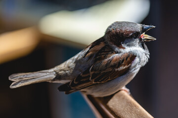 Sparrow, House Sparrow ( Passer domesticus ) with an open beak sitting on the back of a chair