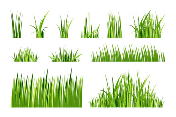 Set of green spring grass. Isolated on white background. Vector illustration.