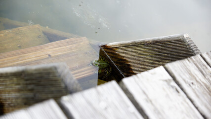 Wasserfrosch auf der obersten Sprosse einer Leiter im Garten