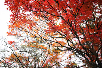 red autumn trees