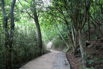 숲, 숲길, 녹색, 자연, 오솔길, 여름, 봄, 산책로, 트레일, 탐방로, 나무,...