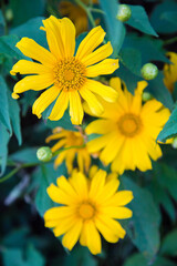 Rudbekia Yellow Daisy flowers in ornamental garden