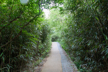 숲, 숲길, 녹색, 자연, 오솔길, 여름, 봄, 산책로, 트레일, 탐방로, 나무, 계단, 통로, 길, 목적지,