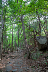 숲, 숲길, 녹색, 자연, 오솔길, 여름, 봄, 산책로, 트레일, 탐방로, 나무, 계단, 통로, 길, 목적지,