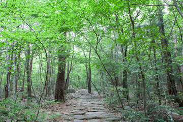 숲, 숲길, 녹색, 자연, 오솔길, 여름, 봄, 산책로, 트레일, 탐방로, 나무, 계단, 통로, 길, 목적지,