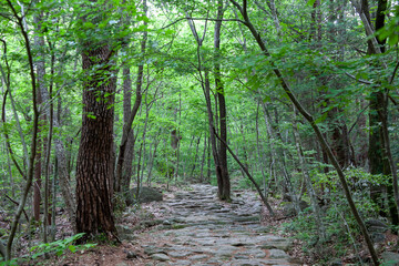 숲, 숲길, 녹색, 자연, 오솔길, 여름, 봄, 산책로, 트레일, 탐방로, 나무, 계단, 통로, 길, 목적지,