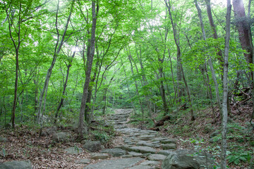 숲, 숲길, 녹색, 자연, 오솔길, 여름, 봄, 산책로, 트레일, 탐방로, 나무, 계단, 통로, 길, 목적지,