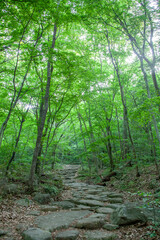 숲, 숲길, 녹색, 자연, 오솔길, 여름, 봄, 산책로, 트레일, 탐방로, 나무, 계단, 통로, 길, 목적지,