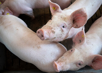 Two pigs look up at the camera while two other pigs look away. The pigs wear yellow ear tags. They...