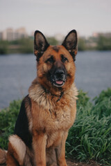 dog, pet, german shepherd