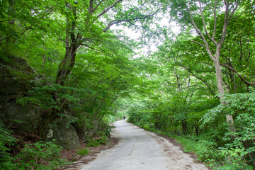 숲, 숲길, 녹색, 자연, 오솔길, 여름, 봄, 산책로, 트레일, 탐방로, 나무, 계단, 통로, 길, 목적지,