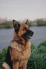 dog, pet, german shepherd