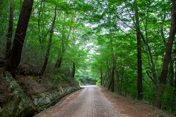 숲, 숲길, 녹색, 자연, 오솔길, 여름, 봄, 산책로, 트레일, 탐방로, 나무, 계단, 통로, 길, 목적지,