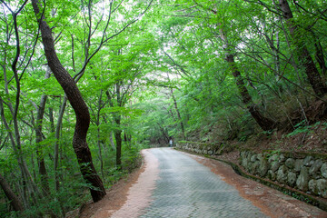 숲, 숲길, 녹색, 자연, 오솔길, 여름, 봄, 산책로, 트레일, 탐방로, 나무, 계단, 통로, 길, 목적지,
