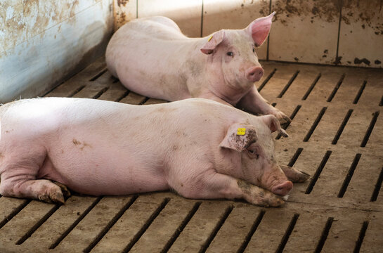 Two pigs relaxing in their sty. They are lying down and the cracks in the floor can be seen. The pigs have yellow ear tags.