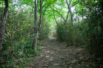 숲, 숲길, 녹색, 자연, 오솔길, 여름, 봄, 산책로, 트레일, 탐방로, 나무, 계단, 통로, 길, 목적지,