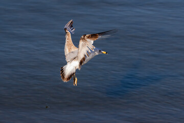 The gull on the lake Michigan