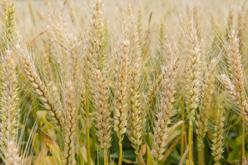 Wheat field. Ears of ripe wheat close up