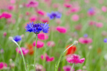 Obraz premium Field of blue and pink cornflowers on light green leaves background. 