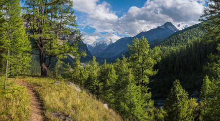 Fototapeta na wymiar A picturesque valley in the Altai Mountains overgrown with forest