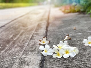 Plumeria fall on the dirty cement under the trees and sunlight reflects on the street 