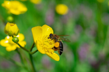 A bee collects pollen