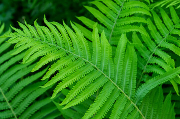 background e green fern leaves close up