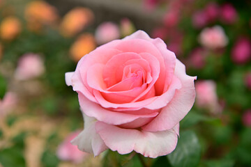 薔薇