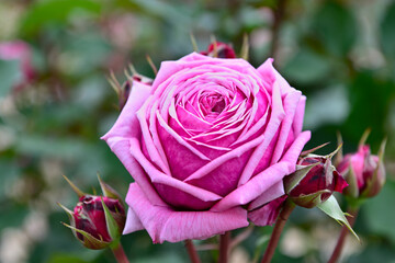 薔薇