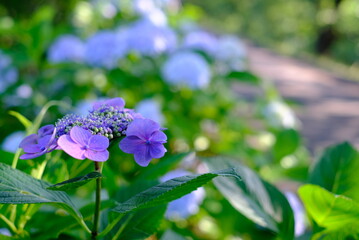 アジサイ 紫陽花の写真素材 梅雨 6月 お花 美しい 海老川 雨