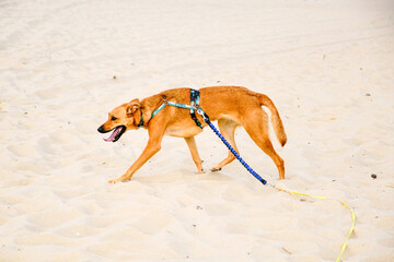 Kundelek na plaży © Aruru