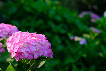 アジサイ 紫陽花の写真素材 梅雨 6月 お花 美しい 海老川 雨