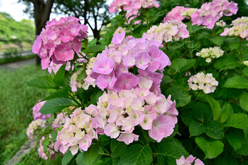 Naklejka premium 紫陽花