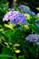 アジサイ 紫陽花の写真素材 梅雨 6月 お花 美しい 海老川 雨