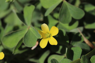 春の野原に咲くカタバミの黄色い花