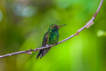 blue-chinned sapphire ,Chlorestes notata,hummingbird