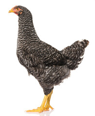 one black chicken isolated on white background, studio shoot