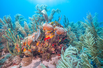 Caribbean coral garden