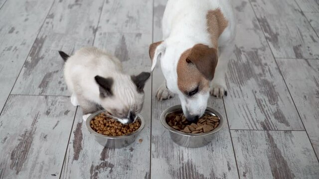 Cute kitten and puppy eating food from bowl together