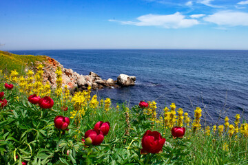 Peonies and the sea