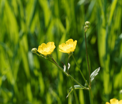 Ranunculus acris | Renoncule &acirc;cre ou bouton d'or, vivace &agrave; fleurs jaunes &agrave; feuilles basales palm&eacute;es, lob&eacute;es et divis&eacute;es &agrave; long p&eacute;tiole et feuilles caulinaires simples &agrave; petit p&eacute;tiole