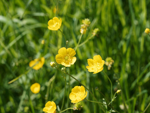 (Ranunculus acris) Renoncule &acirc;cre ou bouton d'or &agrave; p&eacute;tales jaune, s&eacute;pales verd&acirc;tres au sommet de hautes tige &agrave; feuilles basales d&eacute;coup&eacute;es et lob&eacute;es