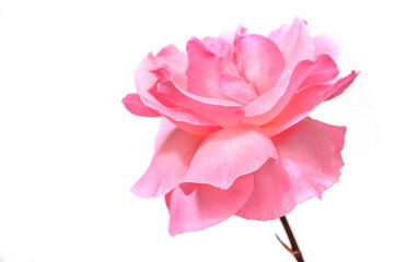 blooming pink rose close isolated