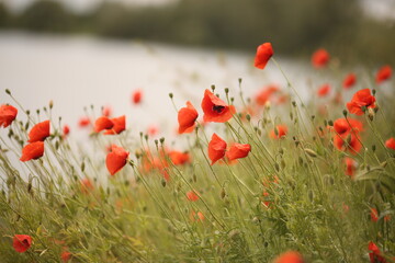 poppy field on the river bank