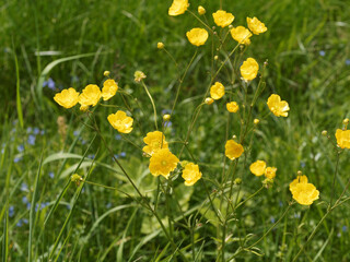 Ranunculus acris | Renoncules âcres ou boutons d'or aux fleurs jaunes, sépales verdâtre sur tiges dressées, feuillage simple caulinaire à court pétiole et basale velu, lobé à long pétiole