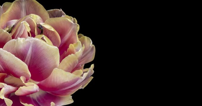 Timelapse of red tulip flower blooming on black background with original frame and place for text or image.