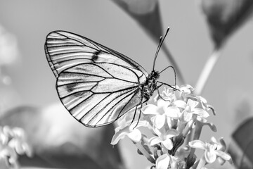 Butterfly (Aporia crataegi) on white lilac flowers. Black and white photography.