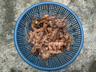 lots of turmeric in a blue basket with selective focus